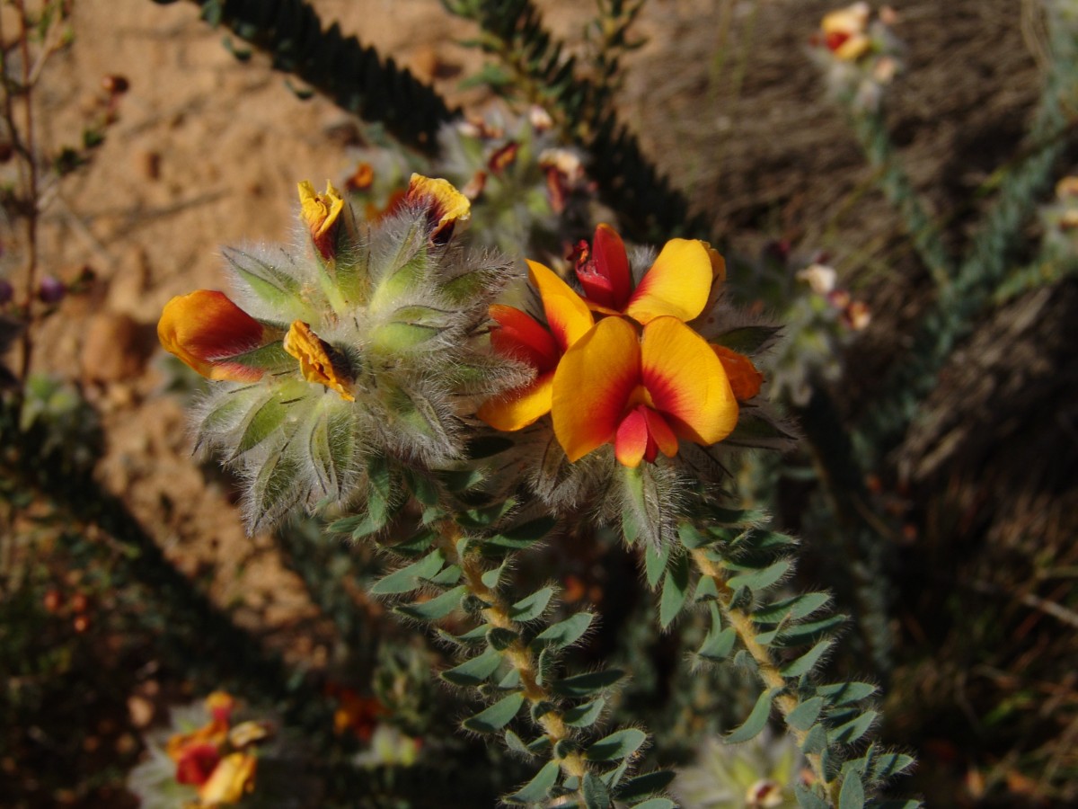 Urodon sp WA Harrismith E Narrogin G (56).JPG