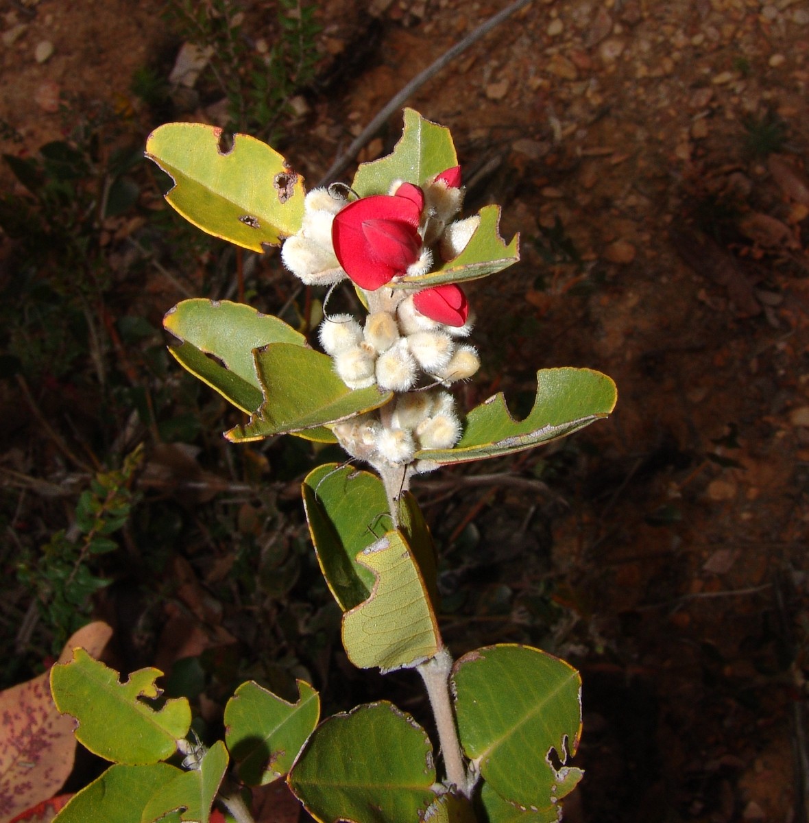 WA StirlingRange BluffKnoll G (64).JPG