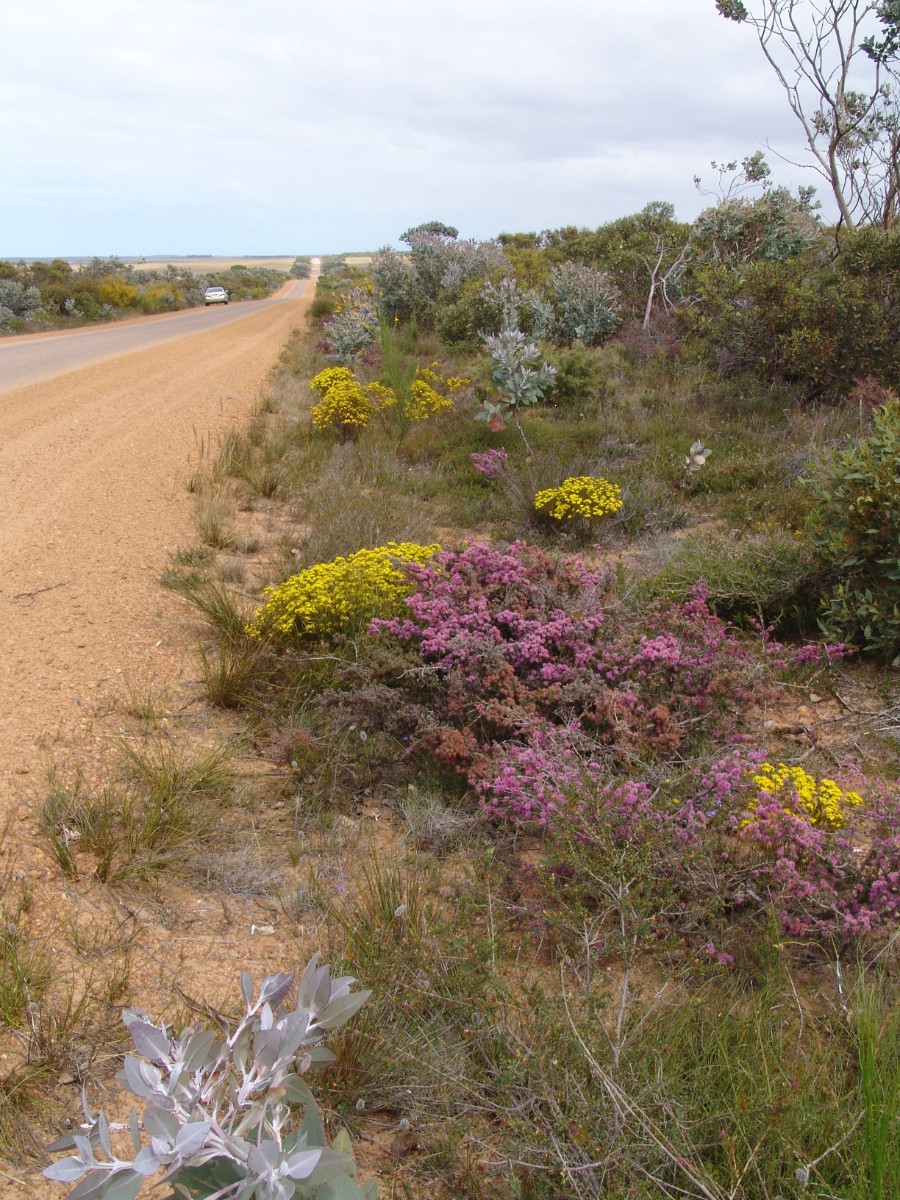 S-WA 50 km E Hopetoun G (031).JPG