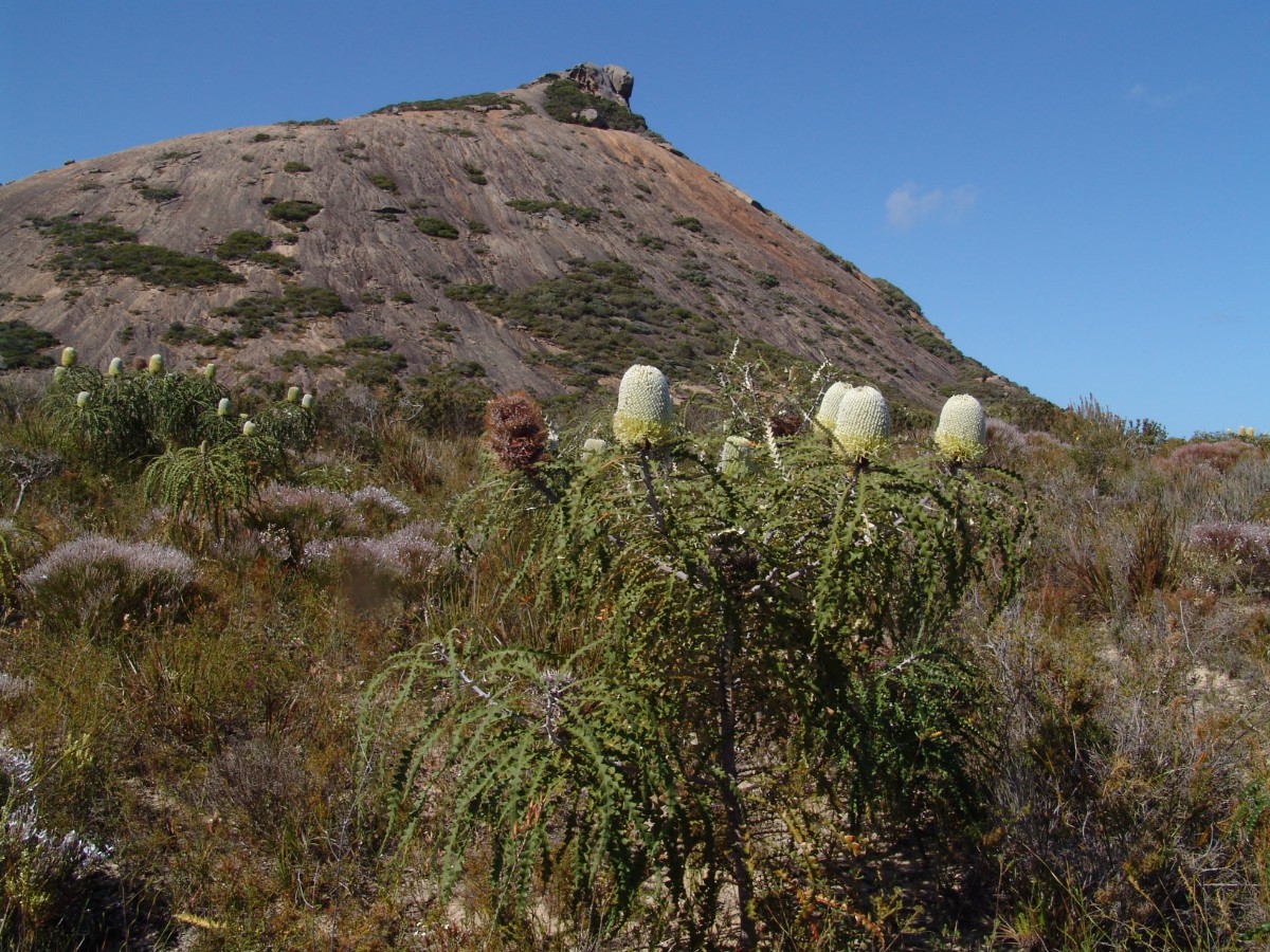 S-WA Esperance CapeLeGrandNP G (048).JPG