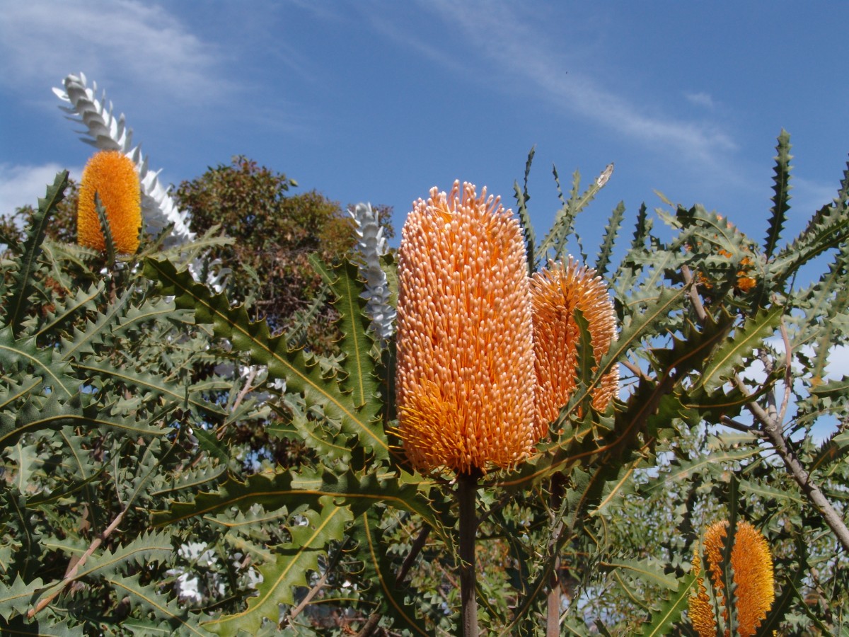 Banksia ashbyi PerthKingsPark G12.jpg