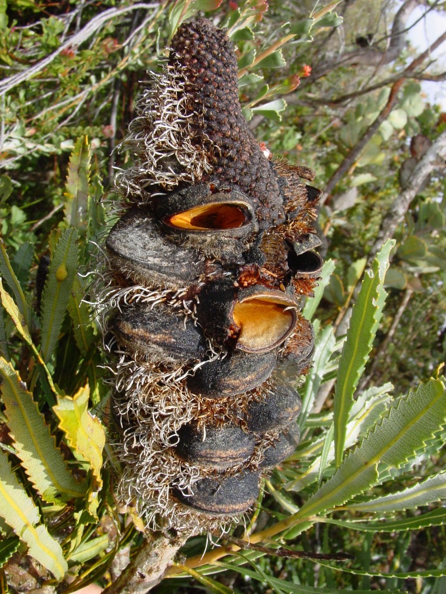 Banksia attenuata 9 BremerBay.JPG