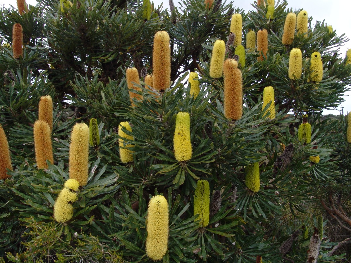 Banksia attenuata WA Albany TwoPeoplesBay G (076).JPG