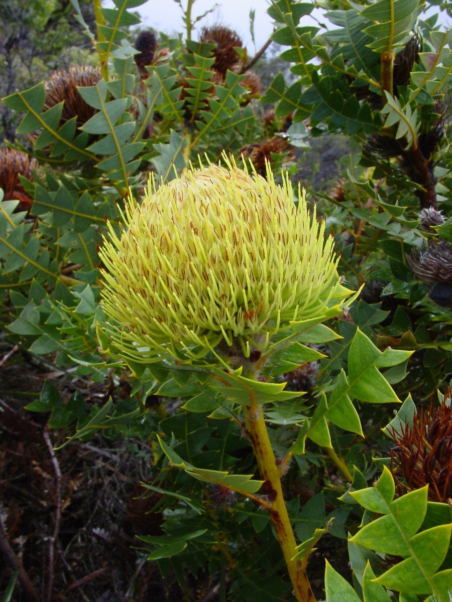 Banksia baxteri 3 BremerBay.JPG