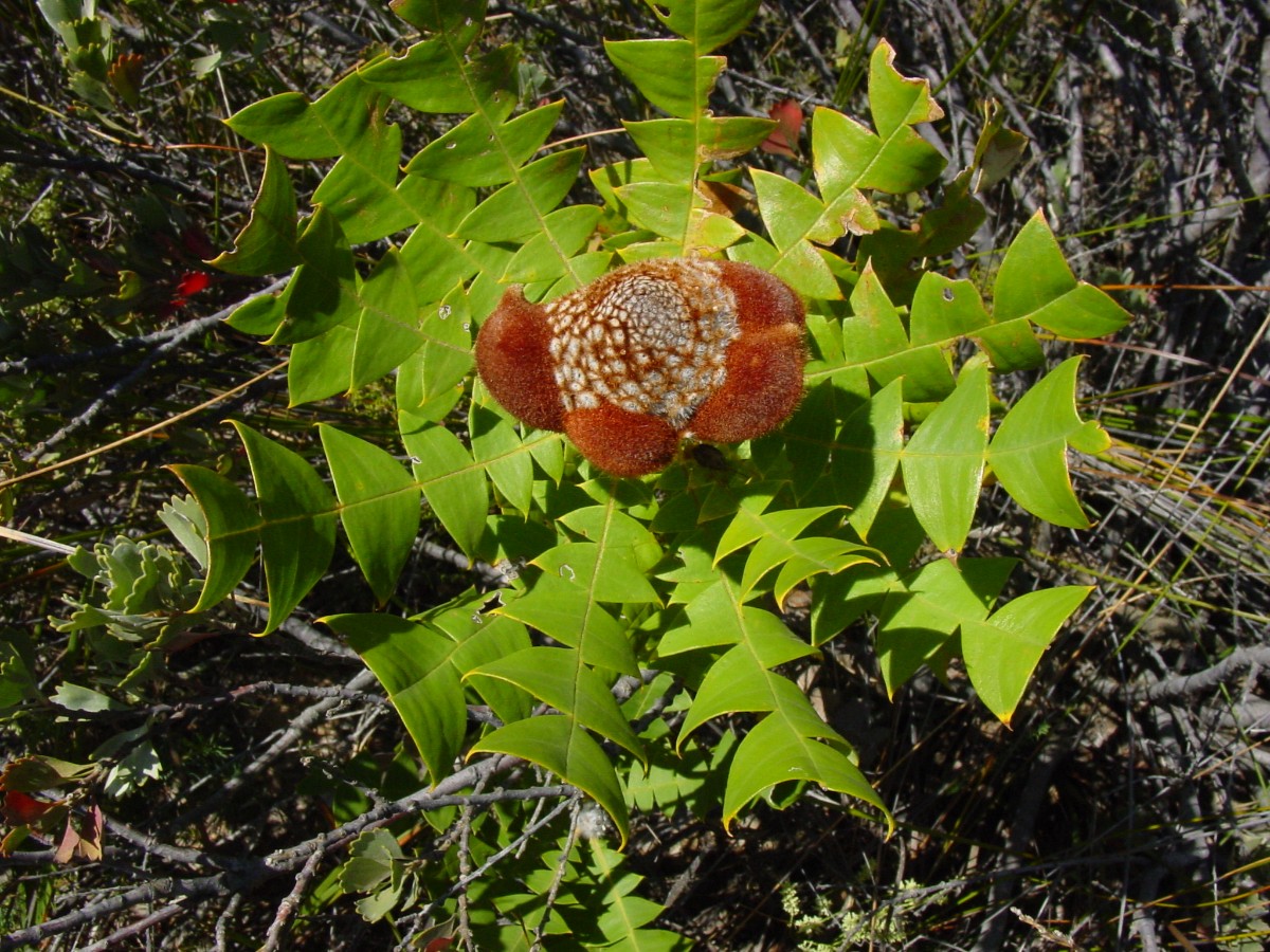 Banksia baxteri 3 FitzgeraldRiverNP.JPG