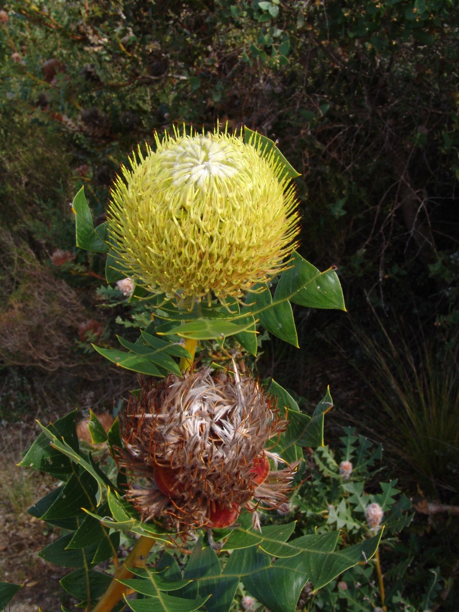 Banksia baxteri S-WA Bremer Bay G (59).JPG