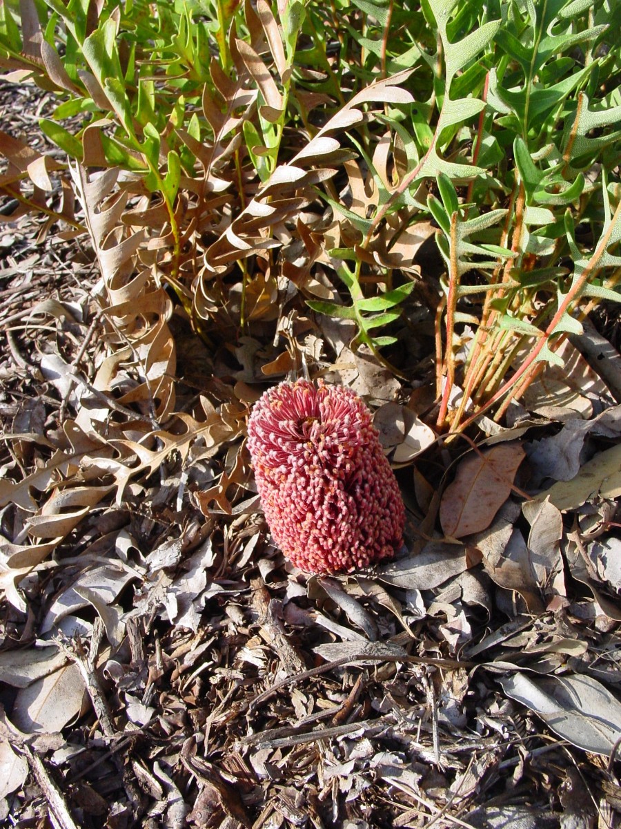 Banksia blechnifolia 10 WaychinicupNP.JPG