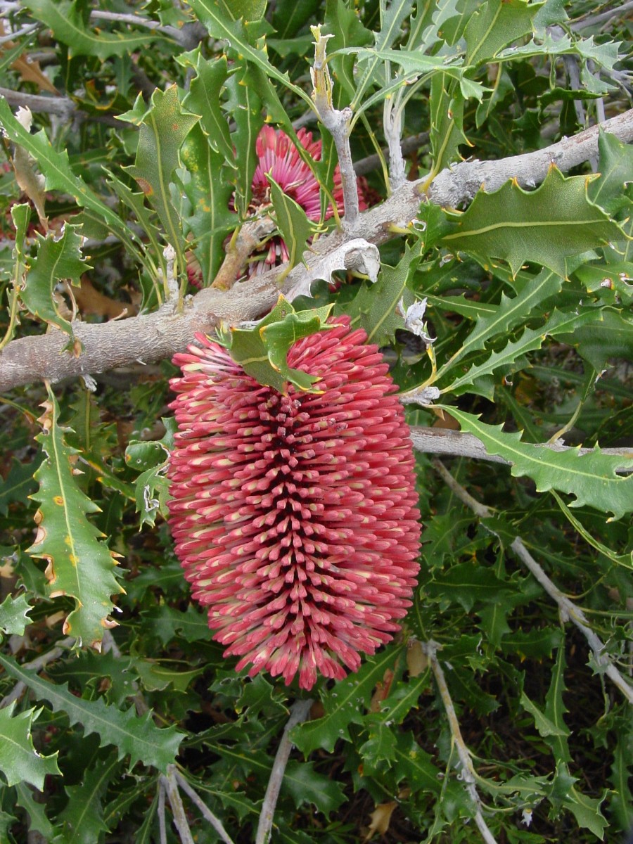 Banksia caleyi 4 BremerBay.JPG