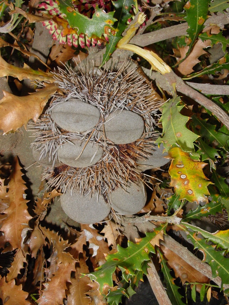 Banksia caleyi 5 BremerBay.JPG