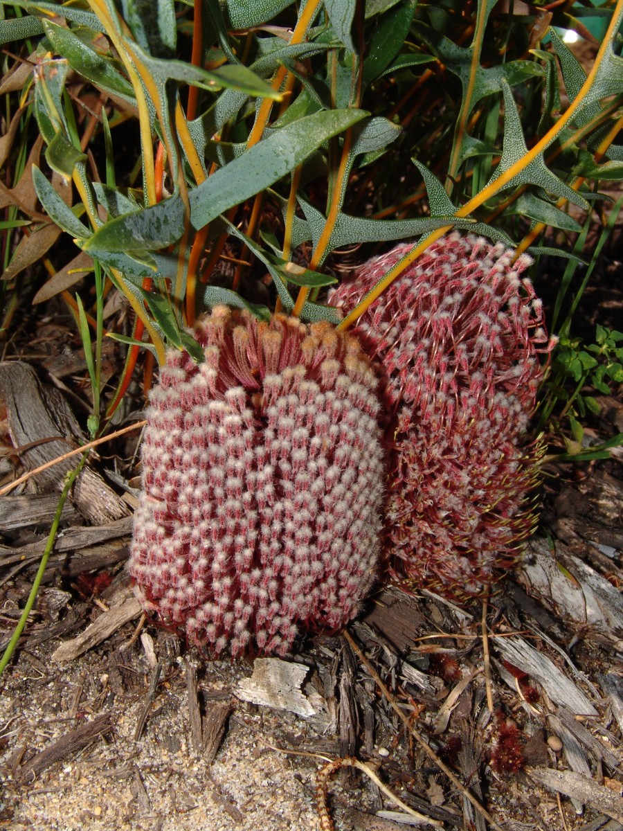 Banksia chamaephyton WA N Perth YanchepNP (025).JPG