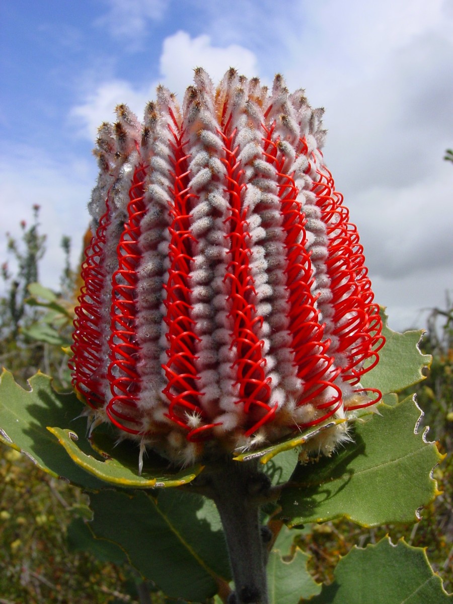 Banksia coccinea 14 BremerBay.JPG