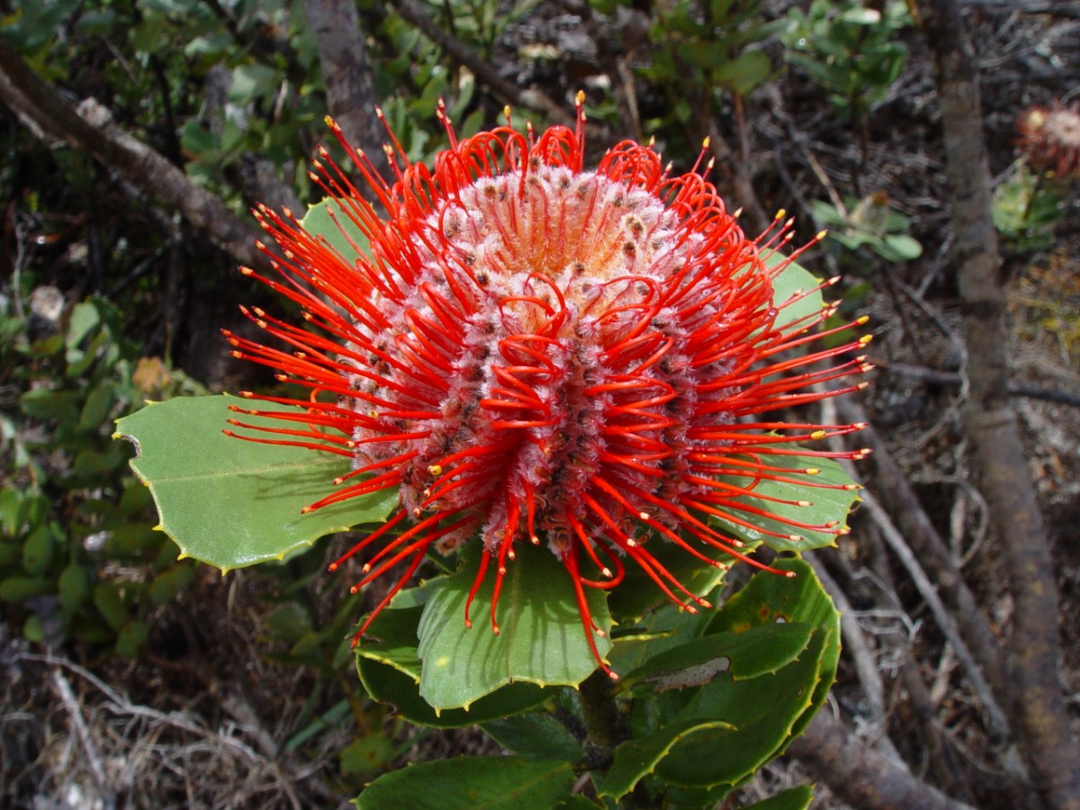 Banksia coccinea 17x BremerBay.JPG