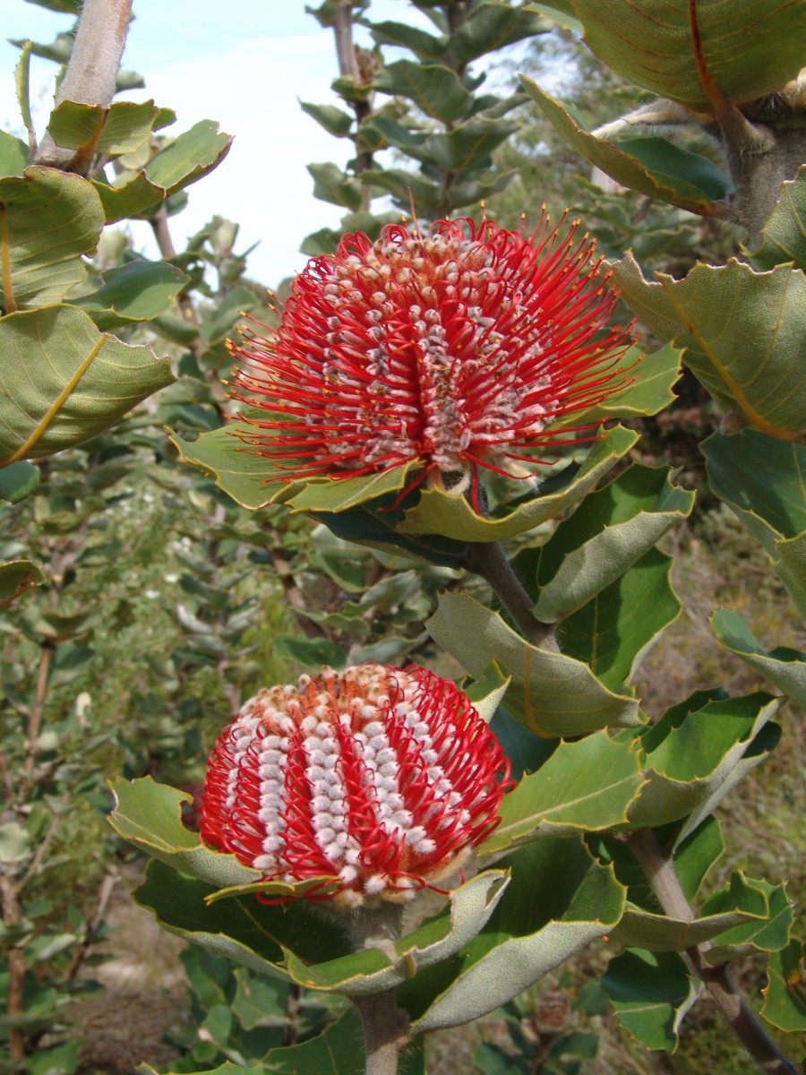 Banksia coccinea S-WA Bremer Bay G (45).JPG