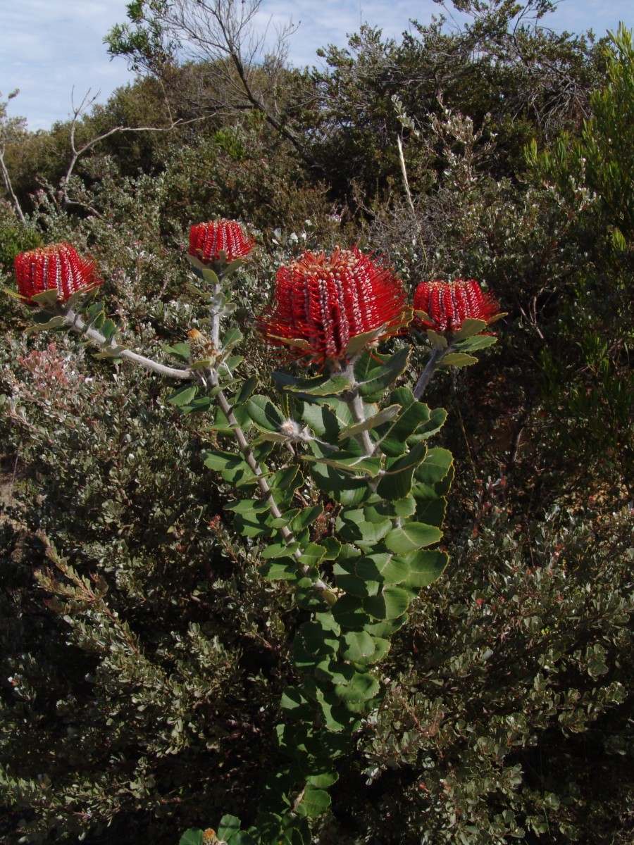 Banksia coccinea S-WA Bremer Bay G (70).JPG