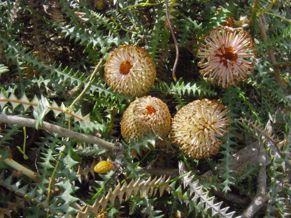 Banksia dryandroides 1 FrankHassellNP.JPG