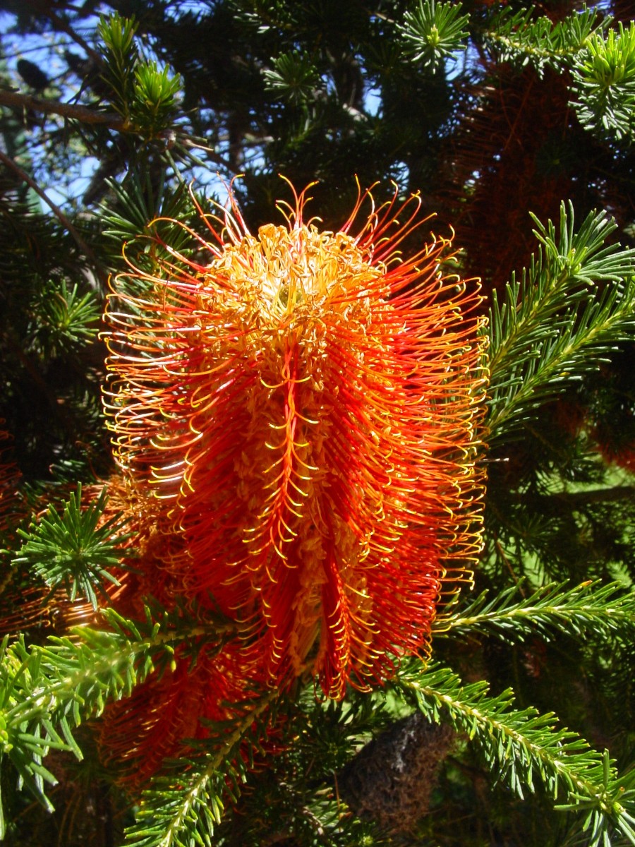 Banksia ericifolia 4 Pemberton cult.JPG