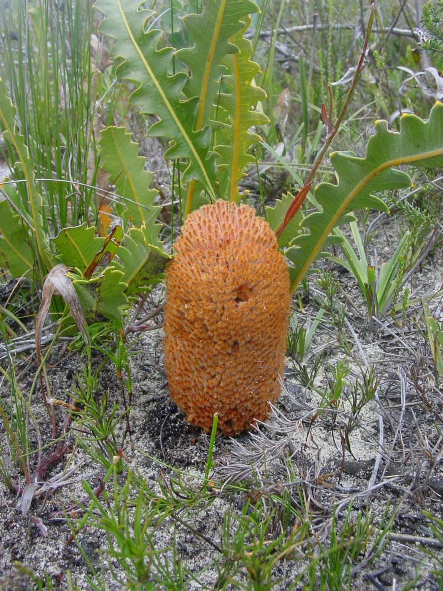 Banksia gardneri 1 WaychinicupNP.JPG