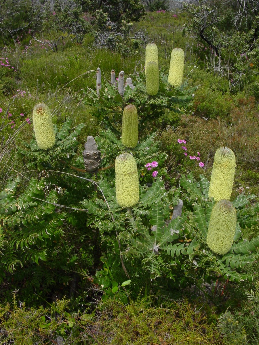 Banksia grandis 1 TorndirrupNP.JPG