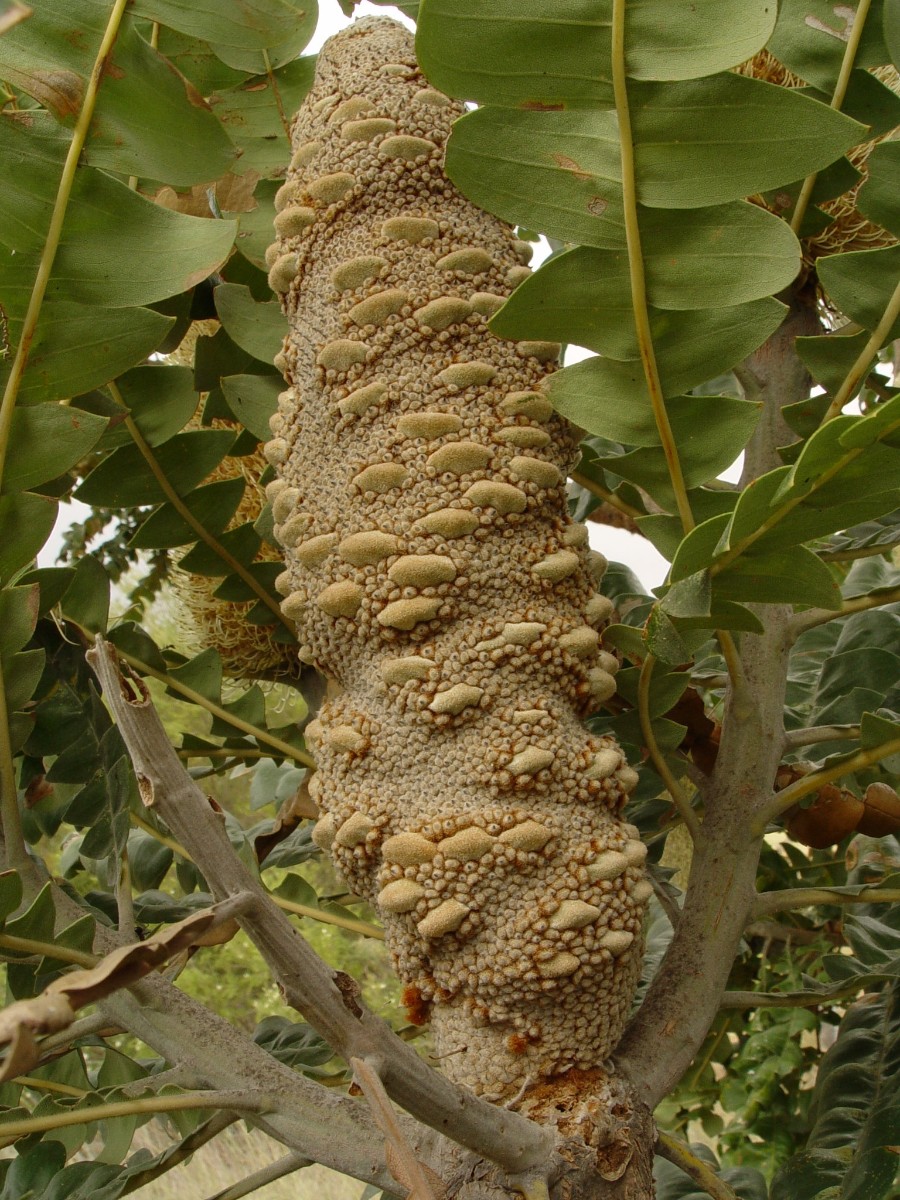 Banksia grandis 6x MooreRiverNP.JPG