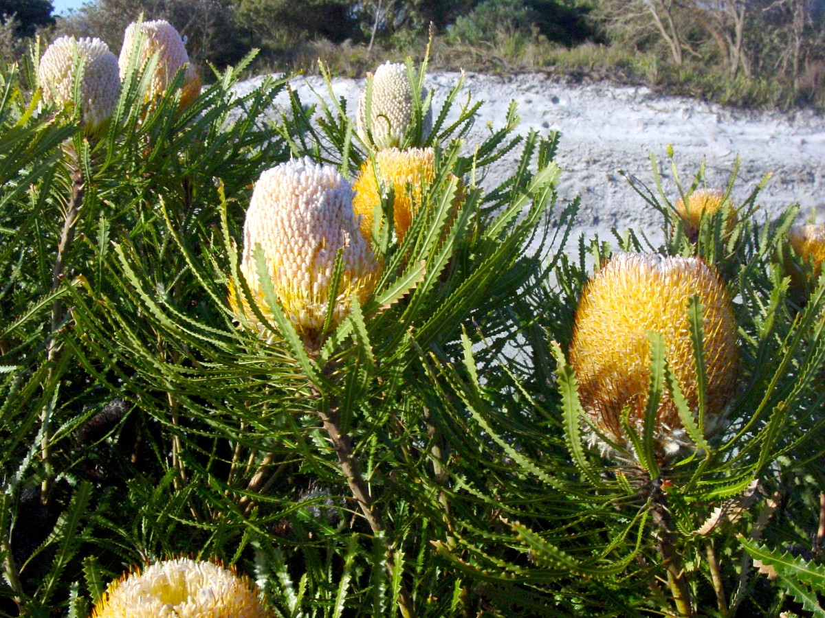 Banksia hookeriana 1 AlbanySW.JPG