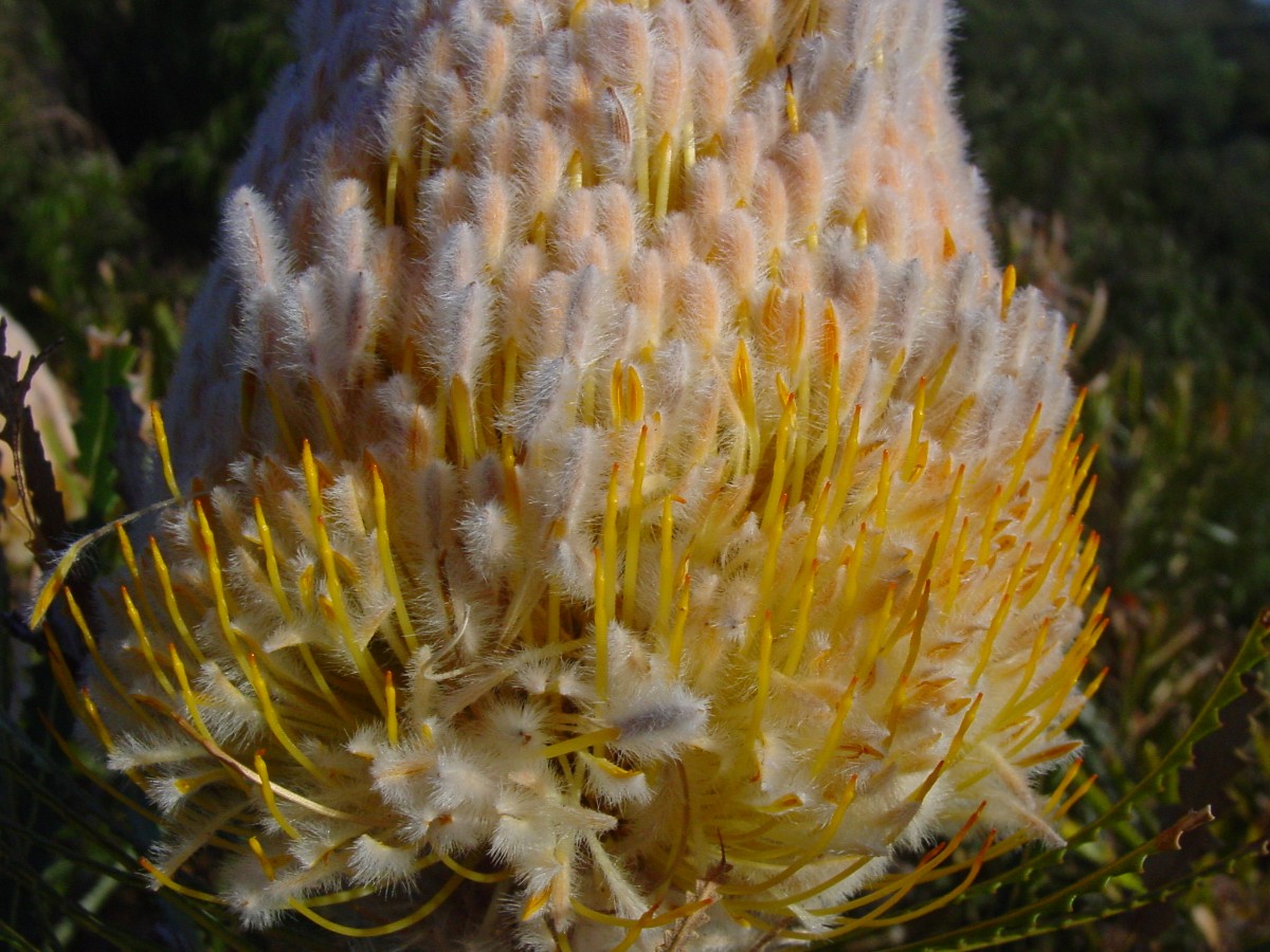 Banksia hookeriana 11 AlbanySW.JPG