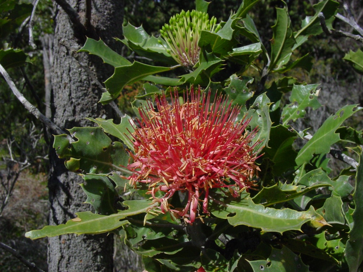 Banksia ilicifolia 1 Cervantes.JPG