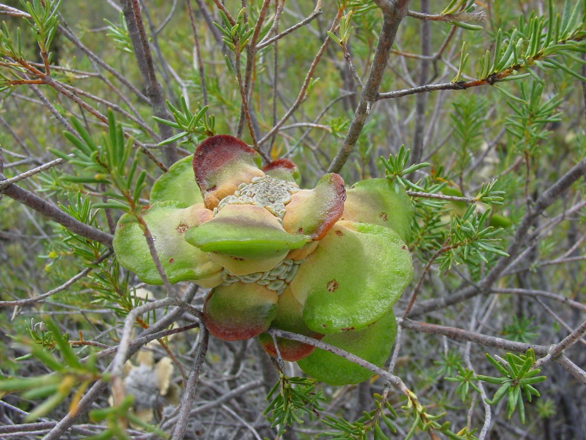 Banksia laricina 2 MooreRiverNP.JPG