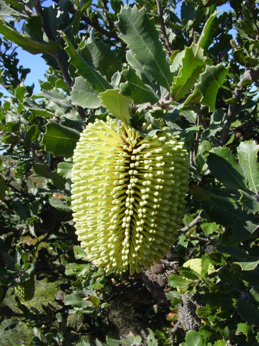 Banksia lemanniana 1 FitzgeraldRiverNP.JPG