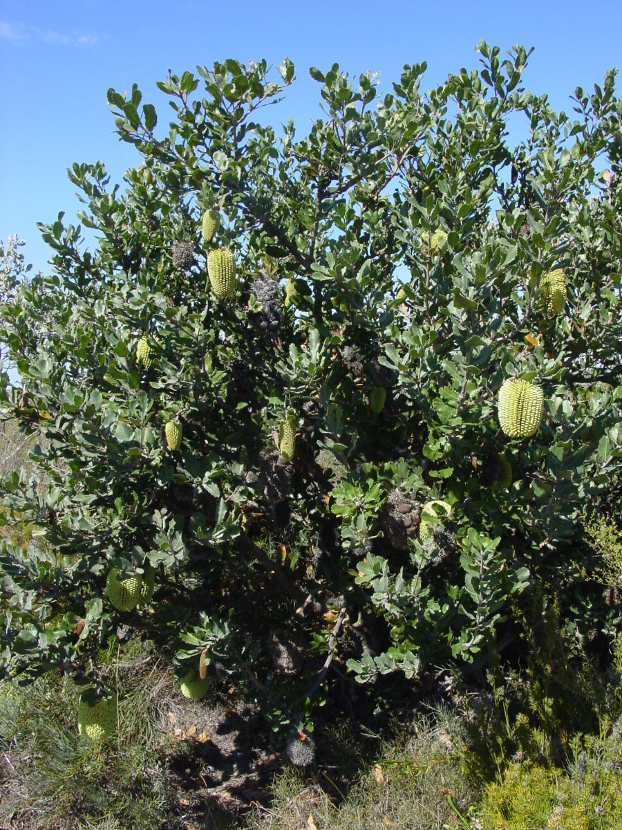 Banksia lemanniana 7 FitzgeraldRiverNP.JPG
