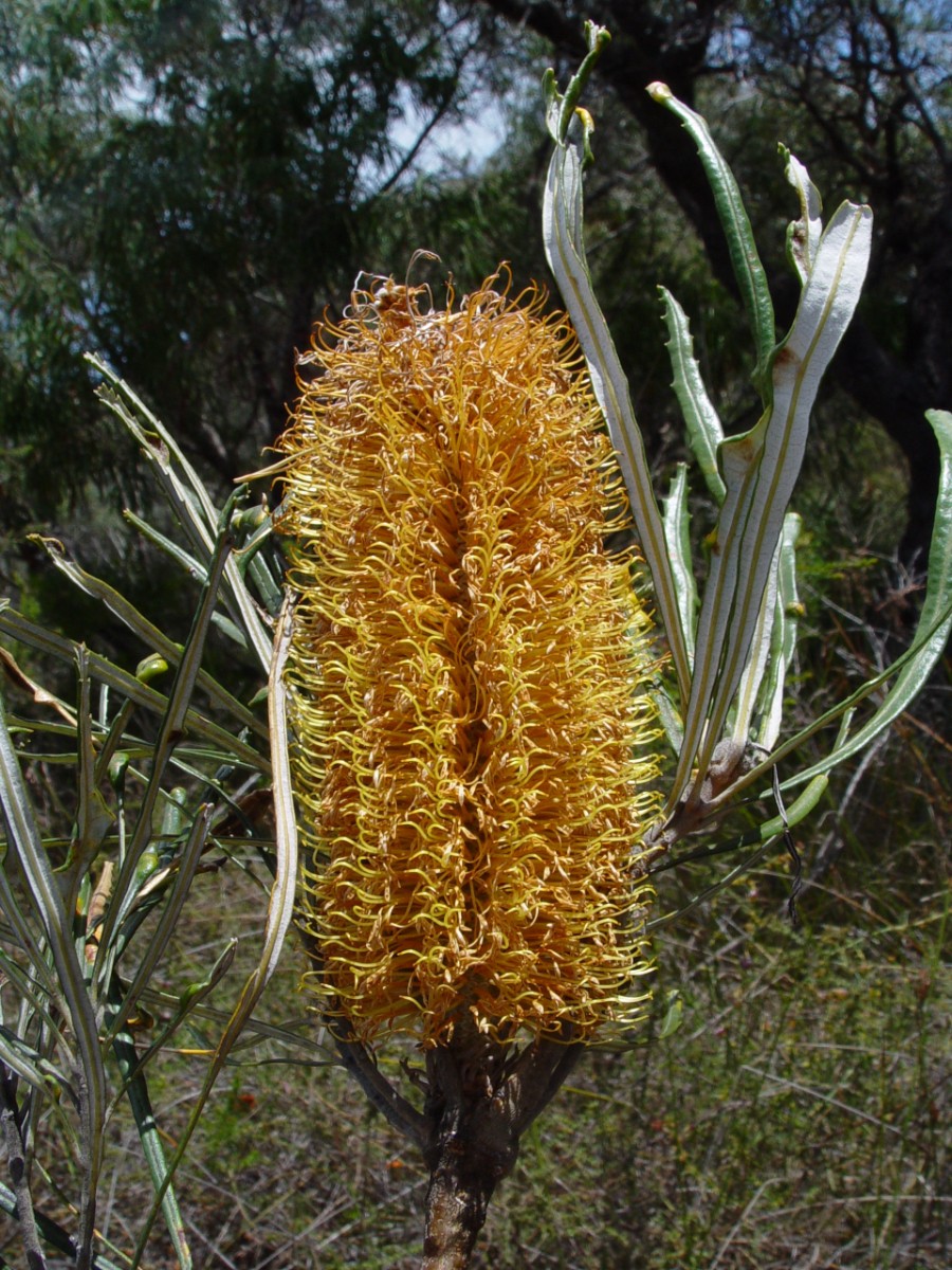 Banksia littoralis 4x TorndirrupNP.JPG