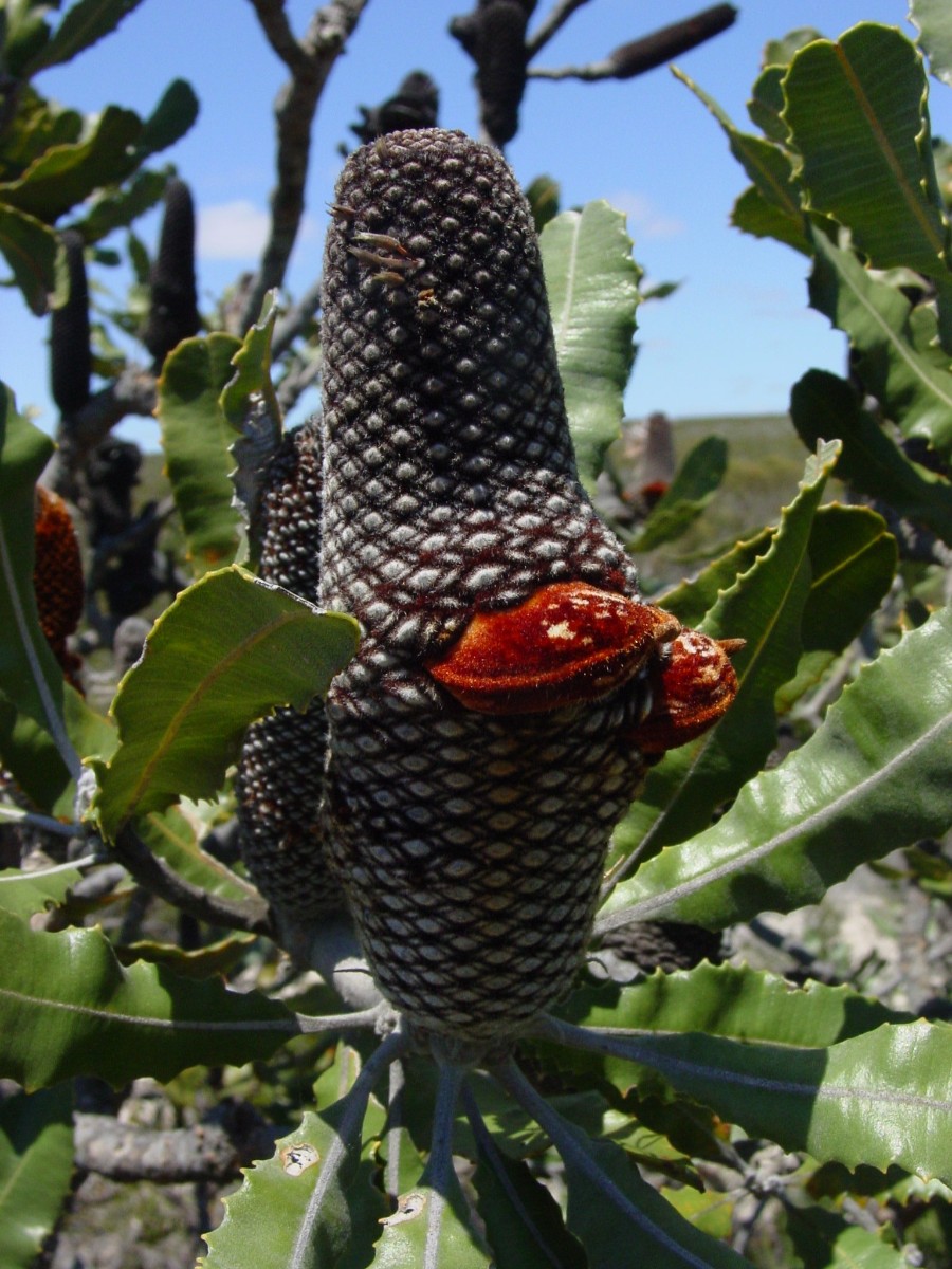 Banksia menziesii 3 08CoomallooNR.JPG