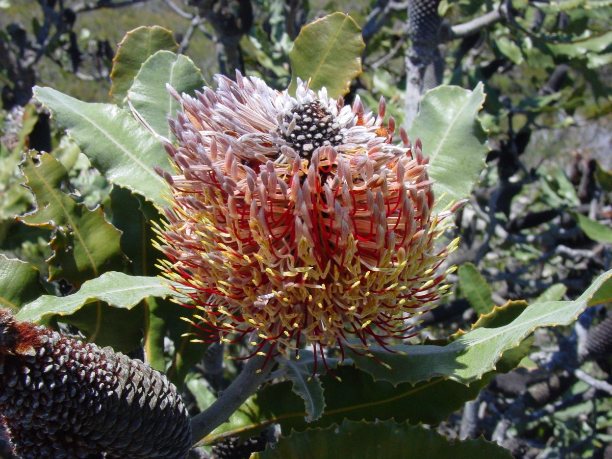 Banksia menziesii 08CoomallooNR.JPG