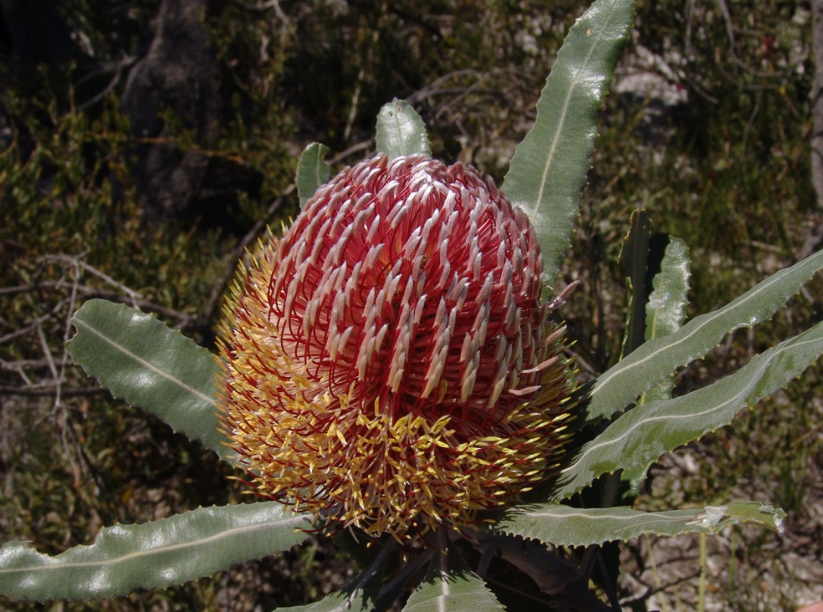 Banksia menziesii WA MtLesueurNP G (089).JPG