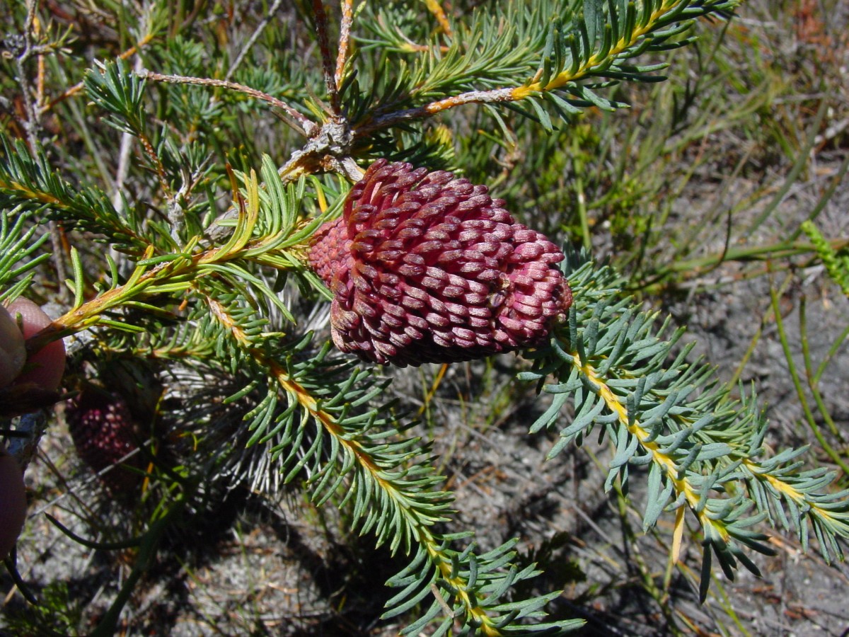 Banksia nutans 7 BremerBay.JPG