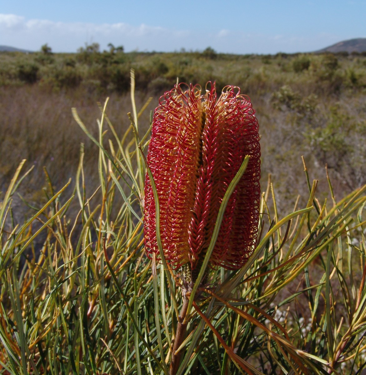 Banksia occidentalis (cf) S-WA Esperance CapeLeGrandNP G (025).JPG