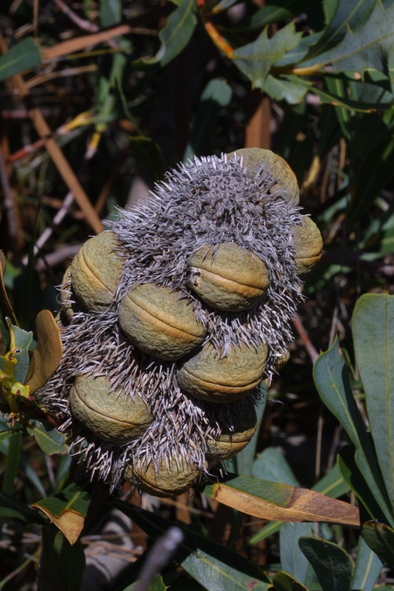 Banksia oreophila FitzgeraldRiver DH 03 C4.JPG