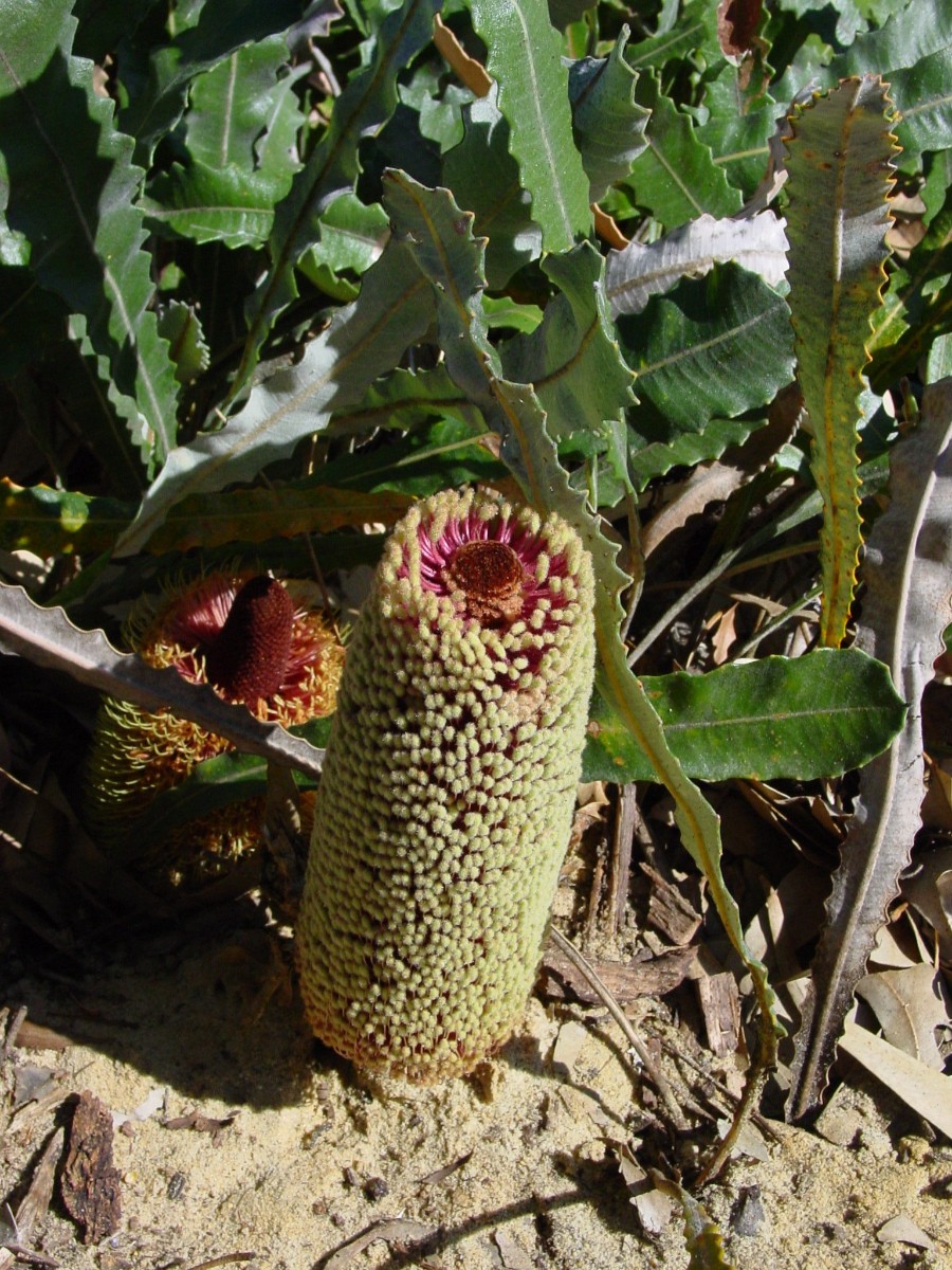 Banksia petiolaris 31 Hopetoun.JPG