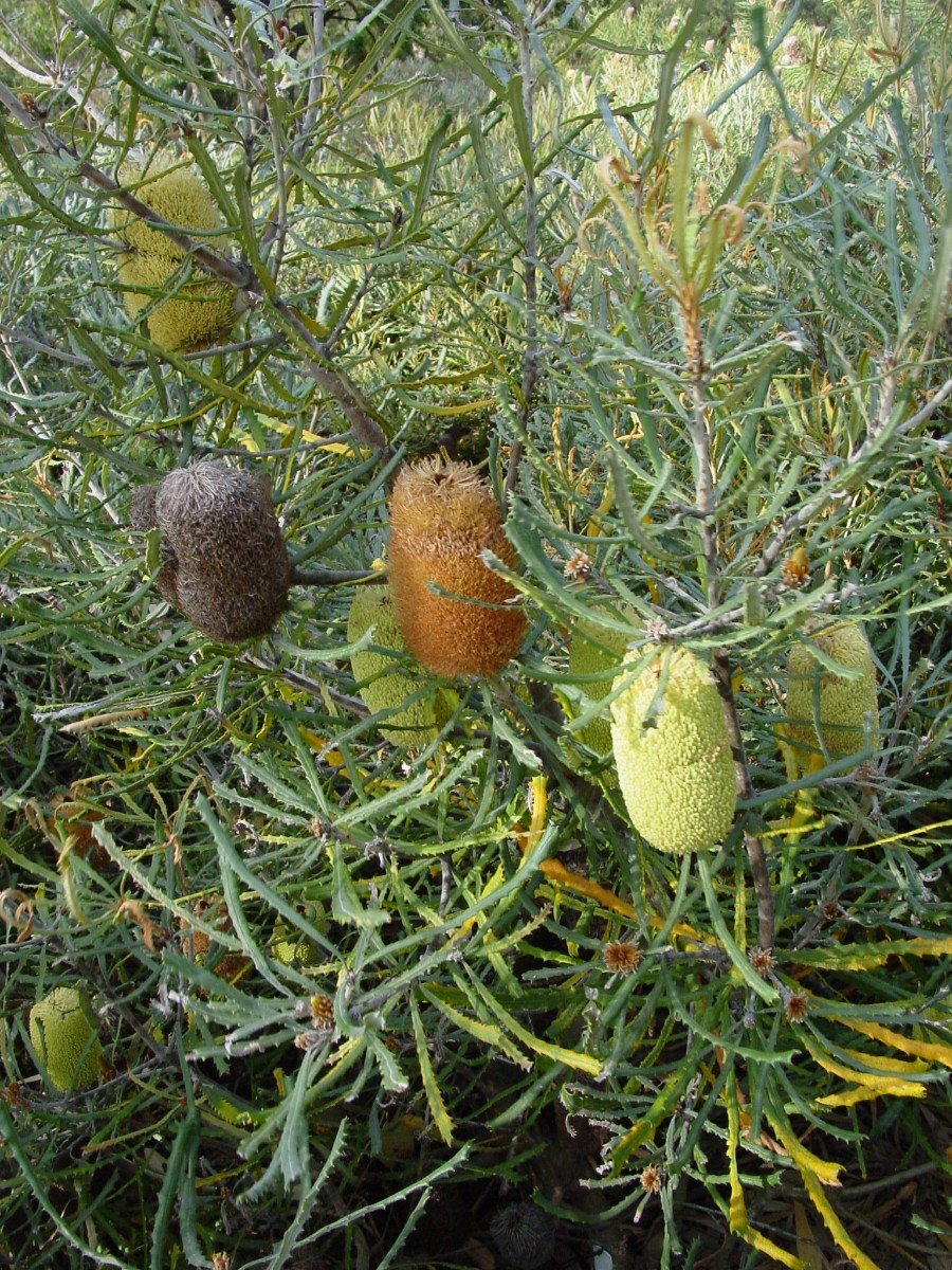 Banksia pilostylis 2 Ravensthorpe.JPG