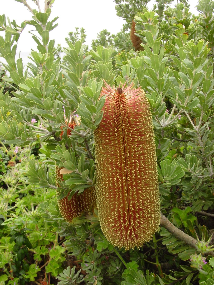 Banksia praemorsa 7 TorndirrupNP.JPG