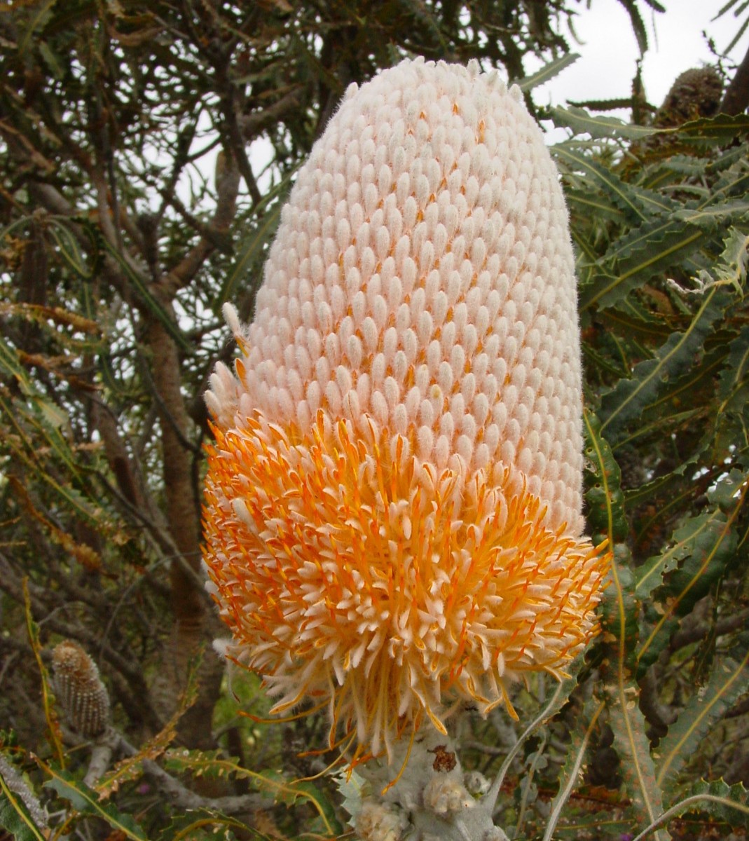 Banksia prionotes 1 Cervantes.JPG