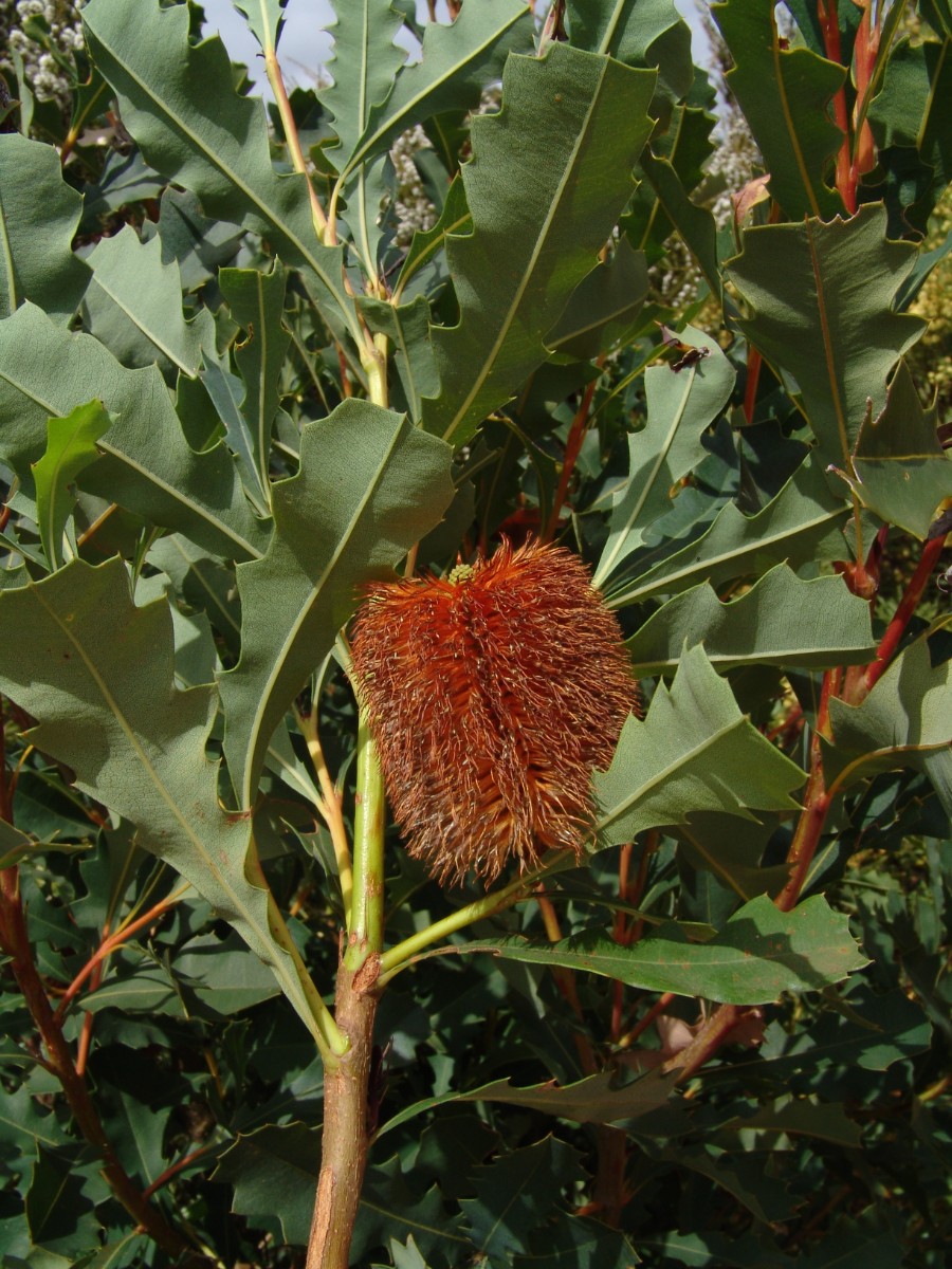 Banksia quercifolia S-WA NW Walpole BrokeInletRd G (24).JPG