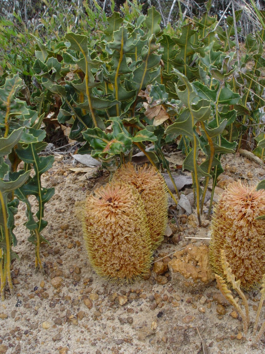 Banksia repens 1x BremerBay.JPG