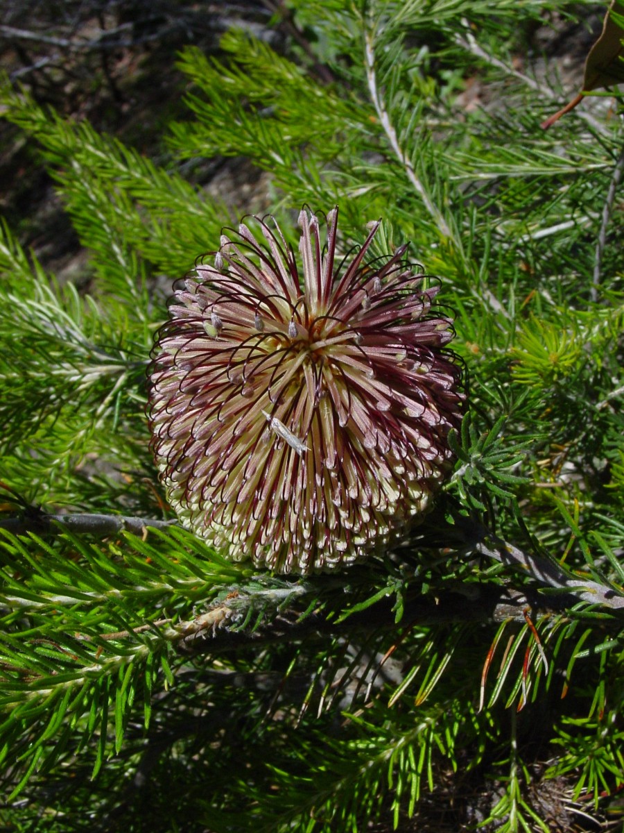 Banksia scabrella 12 YanchepNP.JPG