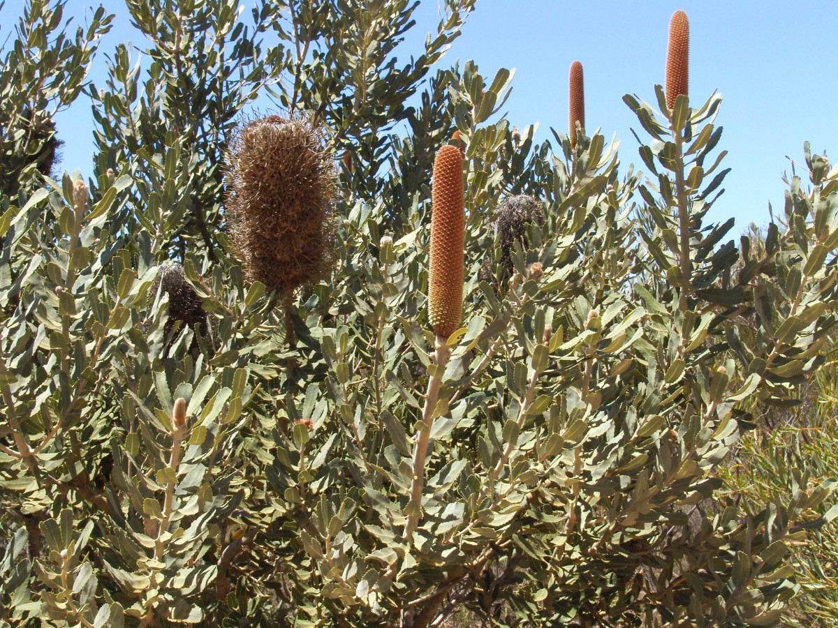 Banksia sceptrum WA KalbarriNP G (42).JPG