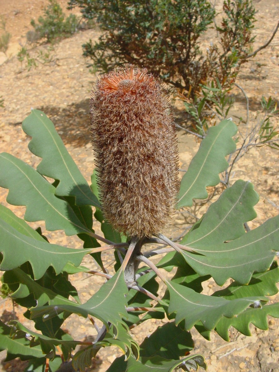 Banksia solandri 3 StirlingRange.JPG