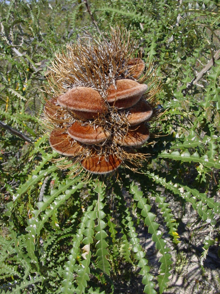 Banksia speciosa 15 FitzgeraldRiverNP.JPG