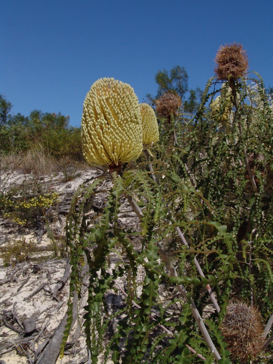 Banksia speciosa S-WA Esperance CapeLeGrandNP G (008).JPG