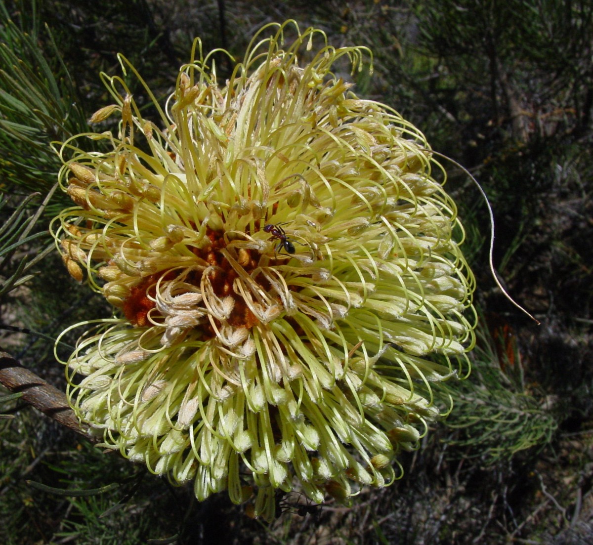 Banksia sphaerocarpa 2 WatherooNP.JPG