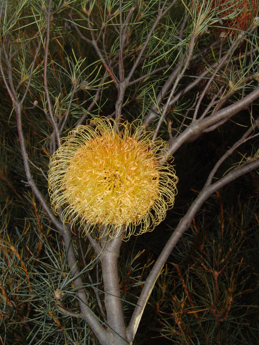 Banksia sphaerocarpa var caesia WA Harrismith E Narrogin G (30).JPG