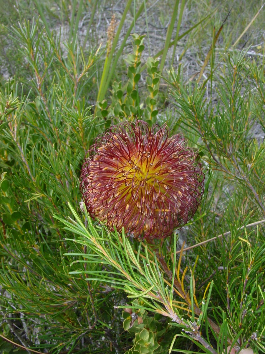 Banksia violacea 5 WaychinicupNP.JPG
